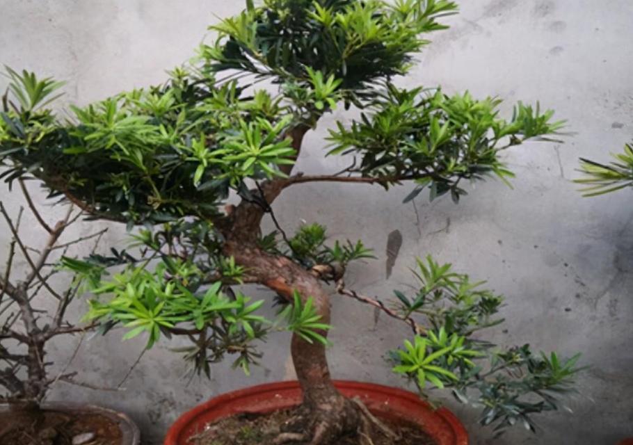 罗汉松是否耐晒？如何正确养护避免阳光伤害？