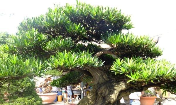 罗汉松配土方法是什么？种植土壤如何选择？