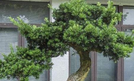 罗汉松配土方法是什么？种植土壤如何选择？