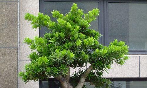 罗汉松盆景修剪方法是什么？如何正确修剪以保持美观？