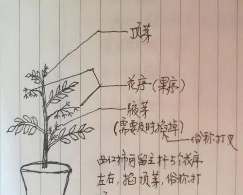 罗汉松盆景修剪方法是什么？如何正确修剪以保持美观？