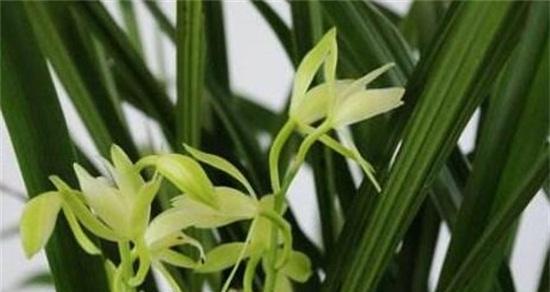 兰花的花语是什么？兰花寓意有哪些常见问题解答？