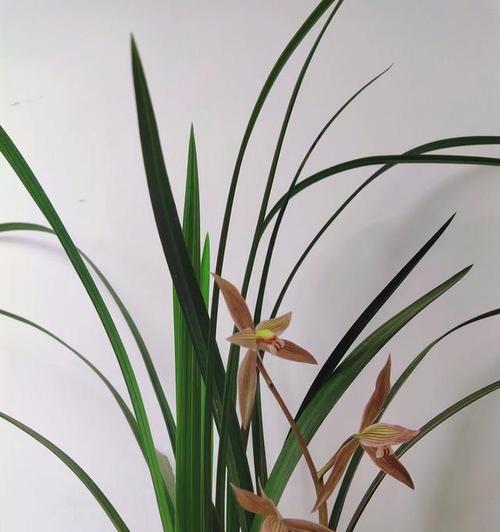 兰花的花语是什么？兰花寓意有哪些常见问题解答？