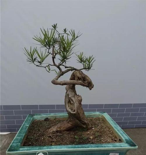 罗汉松盆景养护方法是什么？如何正确进行日常管理？
