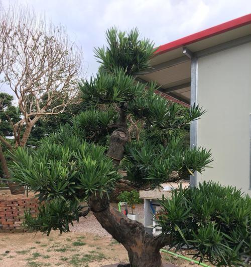 罗汉松盆景养护方法是什么？如何正确进行日常管理？
