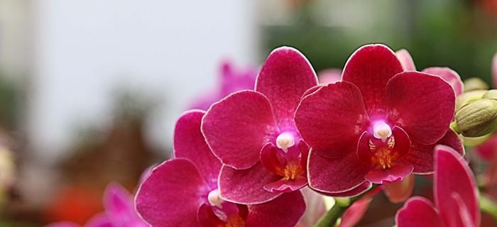 兰花花语是什么意思？如何解读兰花的象征意义？