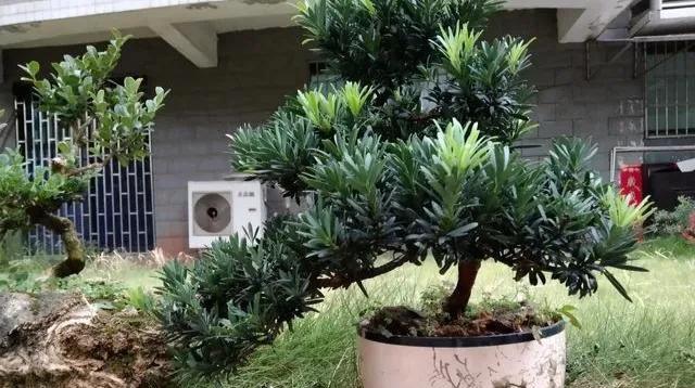 罗汉松盆栽养殖方法是什么？常见问题有哪些解决办法？