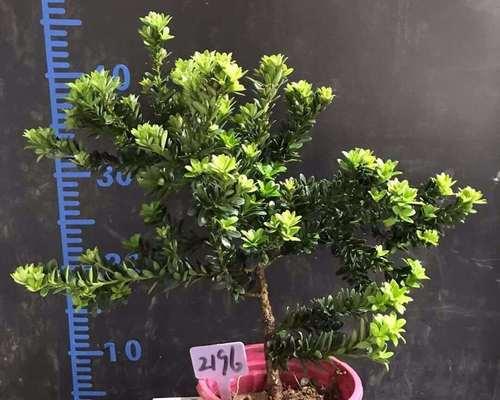 罗汉松盆栽养殖方法是什么？常见问题有哪些解决办法？