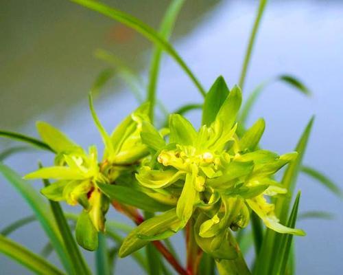 兰花的花语象征着什么？兰花寓意有哪些常见问题解答？