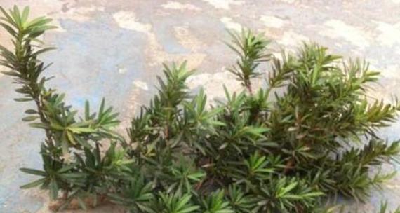 罗汉松扦插生根需要多长时间？如何加速生根过程？
