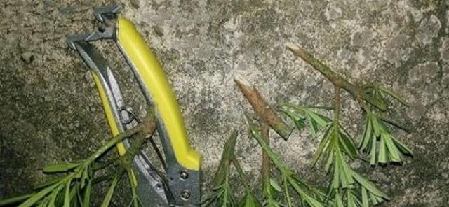 罗汉松扦插生根需要多长时间？如何加速生根过程？