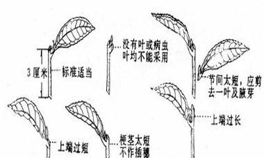 罗汉松扦插如何快速生根？掌握这些技巧轻松搞定！
