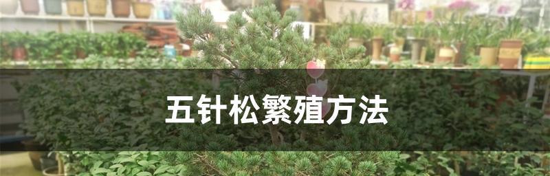 罗汉松扦插如何快速生根？掌握这些技巧轻松搞定！