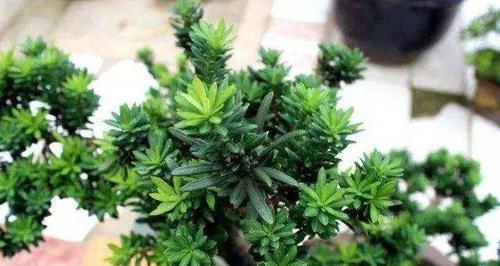 罗汉松上盆的最佳时间是什么时候？如何正确养护罗汉松？