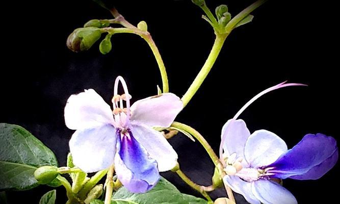 蓝蝴蝶花语是什么？如何用蓝蝴蝶表达爱意？