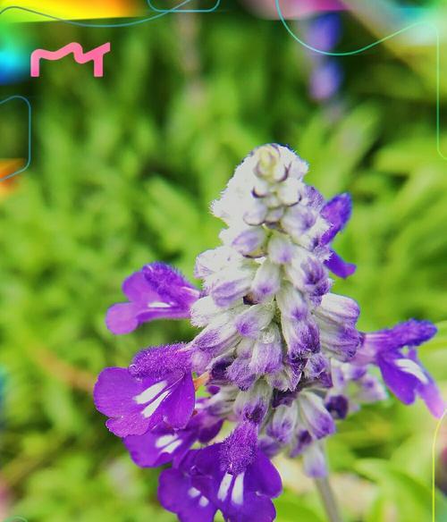 蓝花鼠尾草花语是什么？了解其独特含义和象征意义。