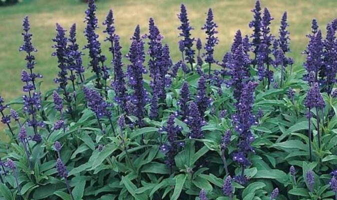 蓝花鼠尾草花语是什么？了解其独特含义和象征意义。