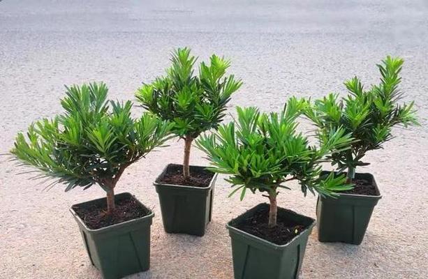 罗汉松生长温度是多少度？如何为罗汉松创造最佳生长环境？