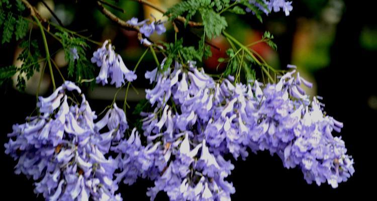 蓝花楹花语是什么？如何理解蓝花楹的象征意义？