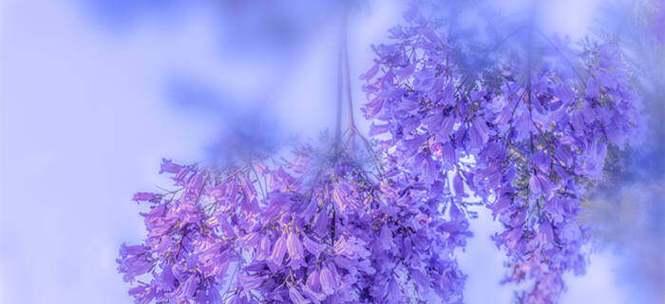 蓝花楹花语是什么？如何理解蓝花楹的象征意义？