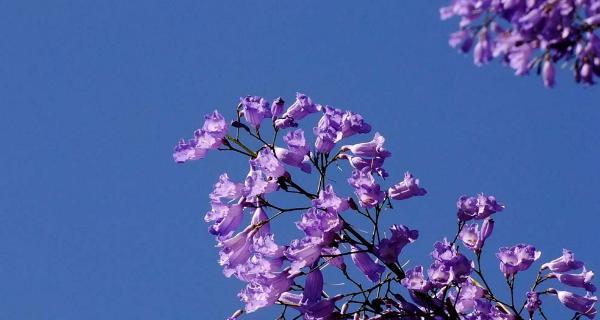 蓝花楹花语是什么意思？如何理解蓝花楹的象征意义？