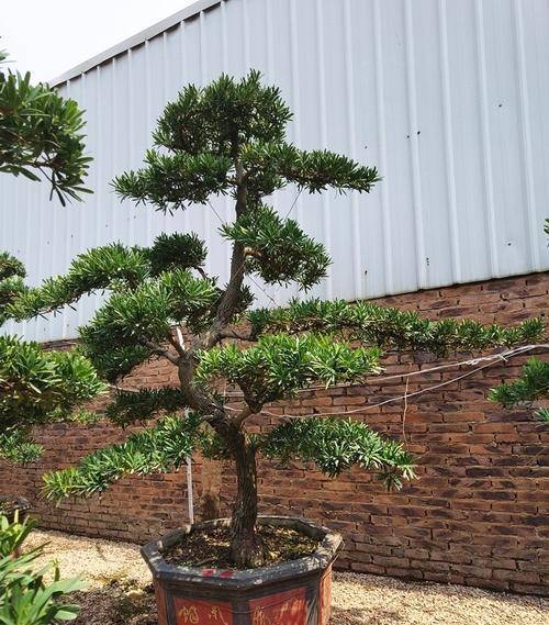 罗汉松施肥指南：选择合适的肥料和施肥时间？