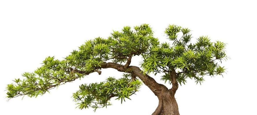 罗汉松施肥指南：选择合适的肥料和施肥时间？