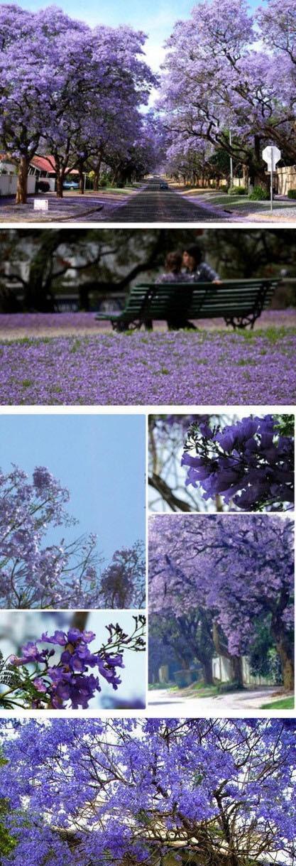 蓝花楹花语寓意是什么？如何正确理解蓝花楹的象征意义？