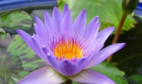 蓝莲花代表什么含义？蓝莲花的象征意义有哪些？
