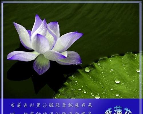 蓝莲花代表什么含义？蓝莲花的象征意义有哪些？