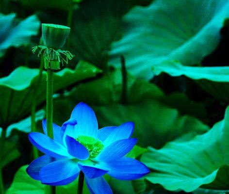 蓝莲花代表什么含义？蓝莲花的象征意义有哪些？