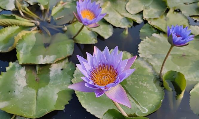 蓝莲花的象征意义是什么？蓝莲花代表的深层含义有哪些？