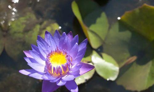 蓝莲花的象征意义是什么？蓝莲花代表的深层含义有哪些？