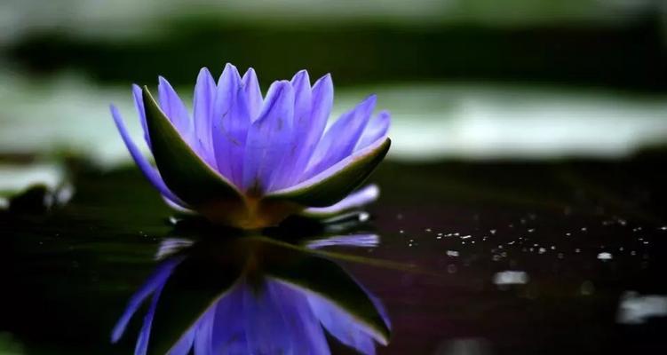 蓝莲花的象征意义是什么？蓝莲花代表的深层含义有哪些？