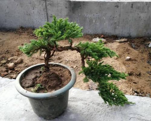 罗汉松剪枝的最佳时机是什么时候？剪枝后如何护理？