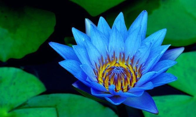 蓝莲花代表什么含义？蓝莲花的花语有哪些常见误解？