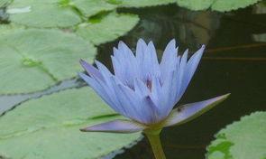 蓝莲花代表什么含义？蓝莲花的花语有哪些常见误解？