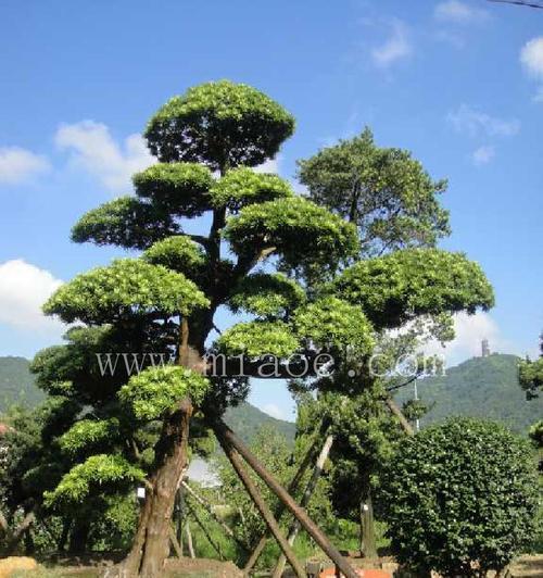 罗汉松属于裸子植物吗？它的分类和特点是什么？