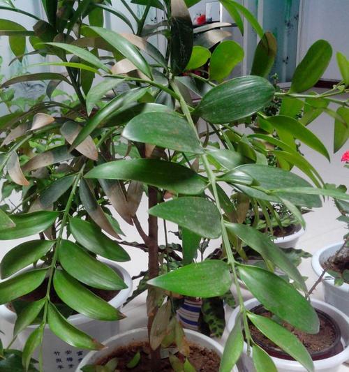 罗汉松属于裸子植物吗？它的分类和特点是什么？