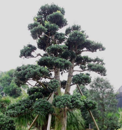 罗汉松是什么植物？它的特点和养护方法有哪些？