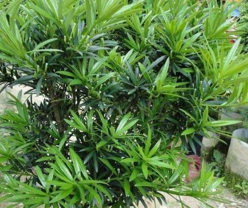 罗汉松是什么植物？它的特点和养护方法有哪些？