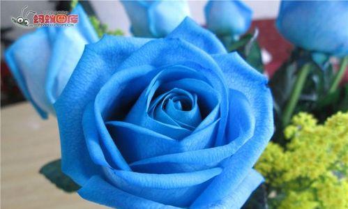蓝玫瑰代表什么意思？蓝色花朵的神秘含义是什么？