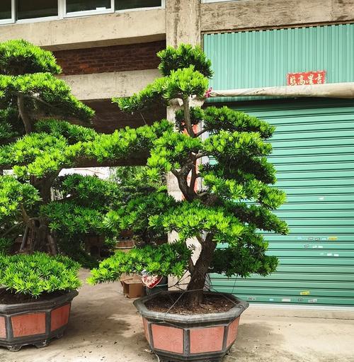 罗汉松属于蕨类植物吗？常见误区有哪些？