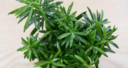 罗汉松属于蕨类植物吗？常见误区有哪些？