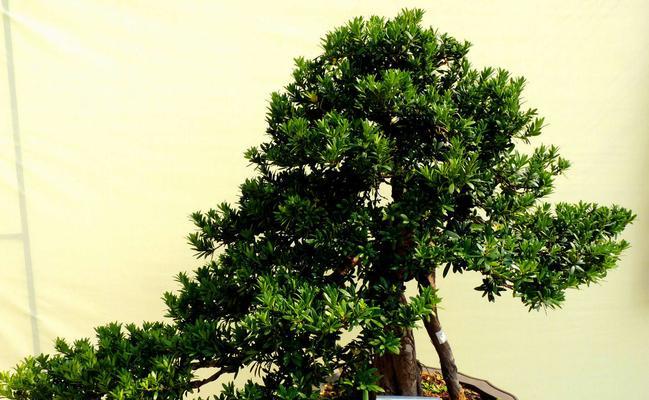 罗汉松属于蕨类植物吗？常见误区有哪些？