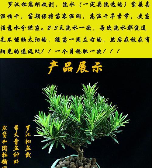 罗汉松适合放办公室吗？办公室摆放罗汉松的好处与注意事项是什么？
