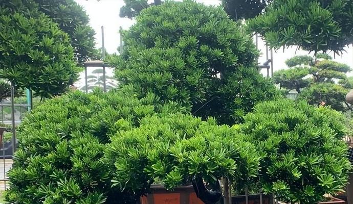 罗汉松水浇多了怎么办？如何正确处理水分过多的问题？