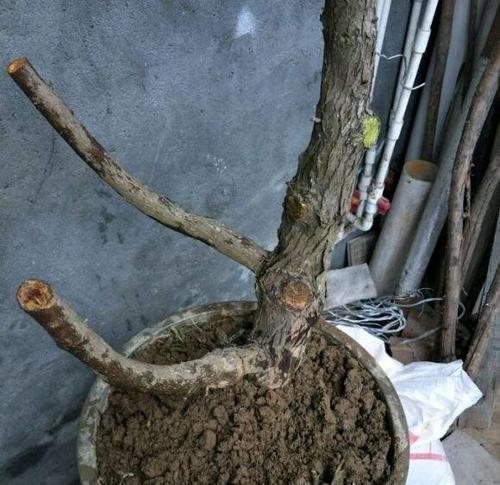 罗汉松水浇多了怎么办？如何正确处理水分过多的问题？