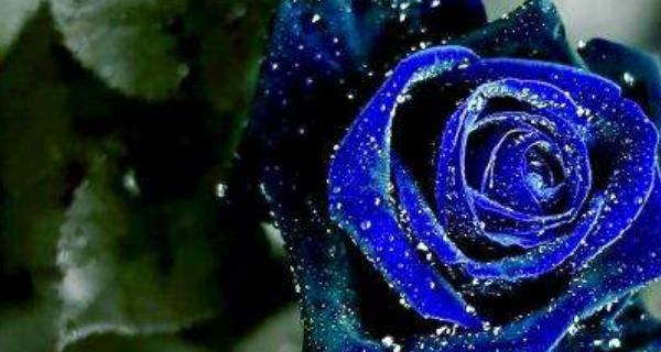 蓝玫瑰代表什么含义？花语背后的秘密是什么？