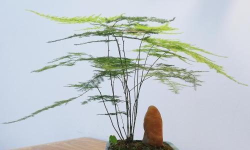 罗汉松水培与土培哪种更适合？优缺点对比分析？